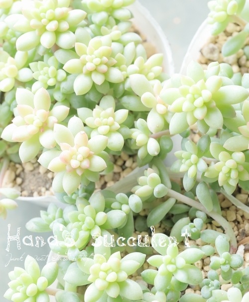 ¿ʪ  إԥ󥯥٥꡼ ڤϤʤ¿ۡ