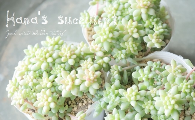 ¿ʪ  إԥ󥯥٥꡼ ڤϤʤ¿ۡ