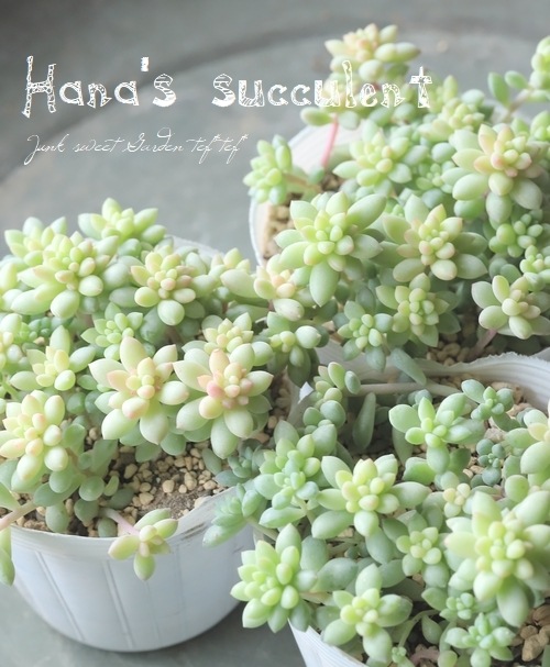 ¿ʪ  إԥ󥯥٥꡼ ڤϤʤ¿ۡ