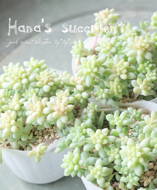 ¿ʪ  إԥ󥯥٥꡼ ڤϤʤ¿ۡ