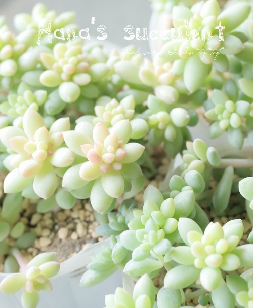 ¿ʪ  إԥ󥯥٥꡼ ڤϤʤ¿ۡ