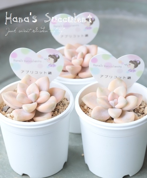 ��¿����ʪ�� ����ץȥ٥ꥢ �إ��ץꥳ�åȶӡ� �ڤϤʤ�����¿���ۡ�