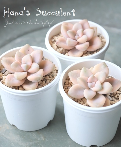 専用コーナー　多肉植物　錦 専用コーナー 多肉植物 錦 輸入苗公式 ストア