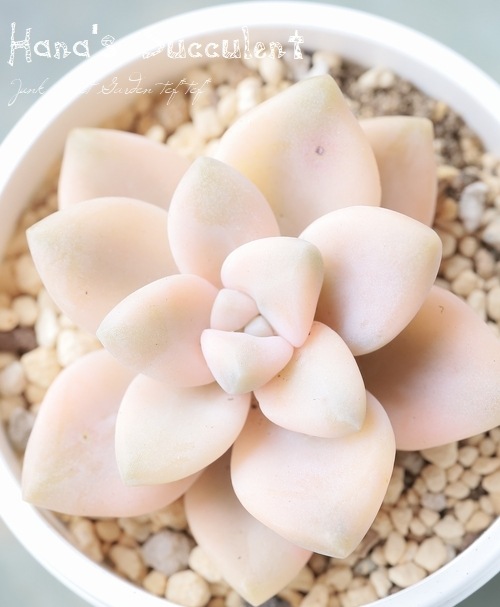 ��¿����ʪ�� ����ץȥ٥ꥢ �إ��ץꥳ�åȶӡ� �ڤϤʤ�����¿���ۡ�