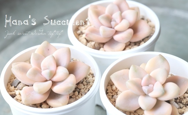 ��¿����ʪ�� ����ץȥ٥ꥢ �إ��ץꥳ�åȶӡ� �ڤϤʤ�����¿���ۡ�