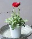 ��ʥ󥭥�饹�������������꡼�� ��E�ۥ�����