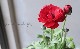 ��ʥ󥭥�饹�������������꡼�� ��E�ۥ�����