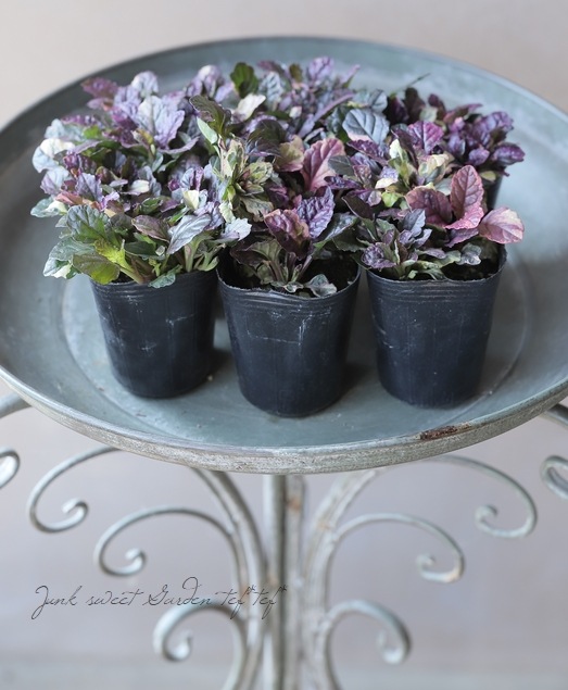 �����ꥢ���奬���إ�����