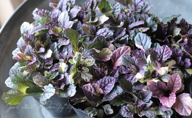 ������Υ����奬