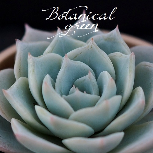 ��¿����ʪ�� �إǥ�������ʡ١������٥ꥢ°�����Ȥ����꡼��