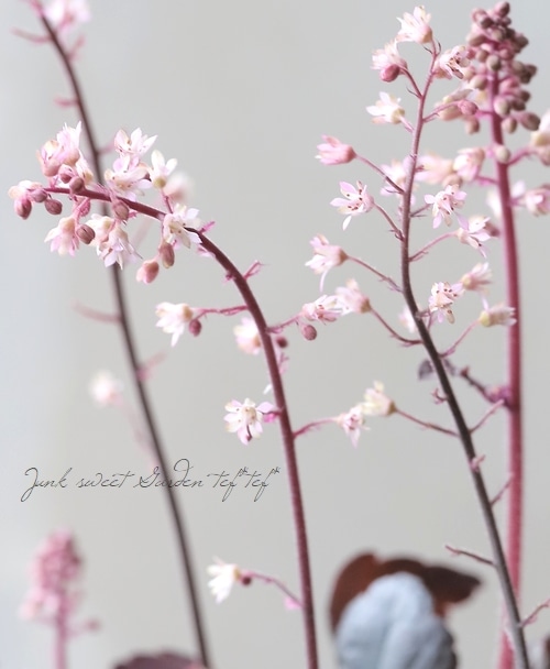 ヒューケレラ 『オニキス』 | すべての商品 | | Junk sweet Garden tef