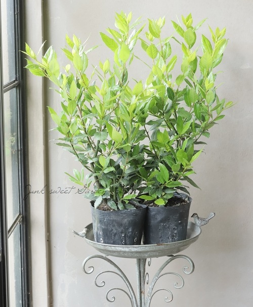 �ڲ����ڱ�� ��˼��������ꥨ���إ����쥢�١����ե���Ω��