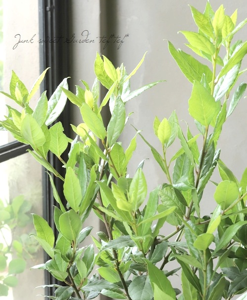 �ڲ����ڱ�� ��˼��������ꥨ���إ����쥢�١����ե���Ω��