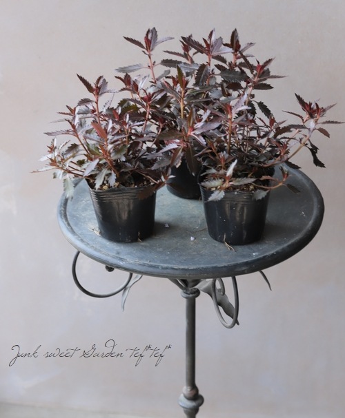 �ϥ��饮�����إ������ȥ�֥��󥺡�