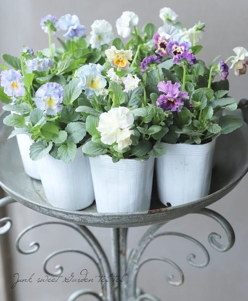 ○フリル咲きパンジー 『シエルブリエ』 【ブルー系】 花日和