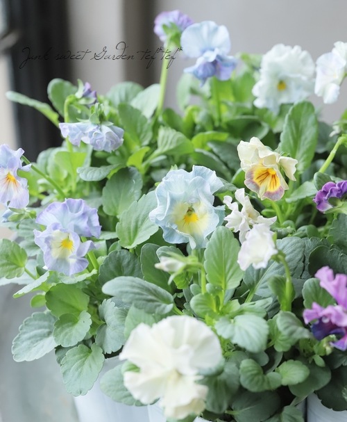 ○フリル咲きパンジー 『シエルブリエ』 【ブルー系】 花日和