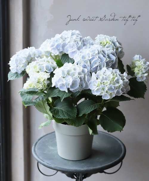 Hydrangea4936　1001 Top 5 Hydrangea Spots in Kamakura: Temples, Trails, and a Tranquil