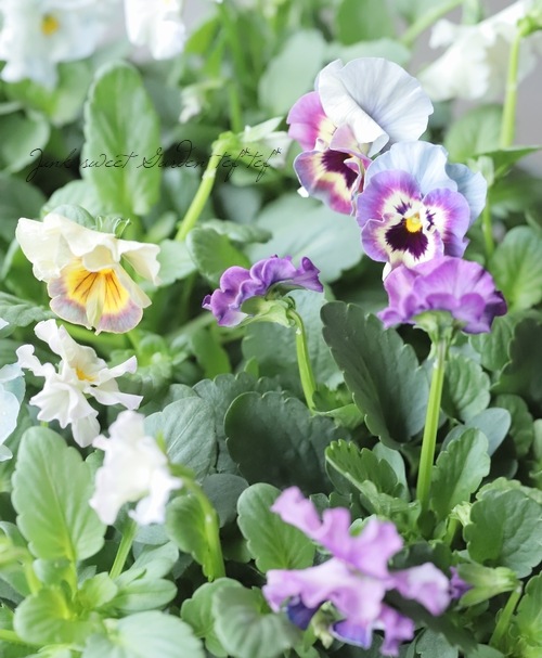 ○フリル咲きパンジー 『シエルブリエ』 【ブルー系】 花日和