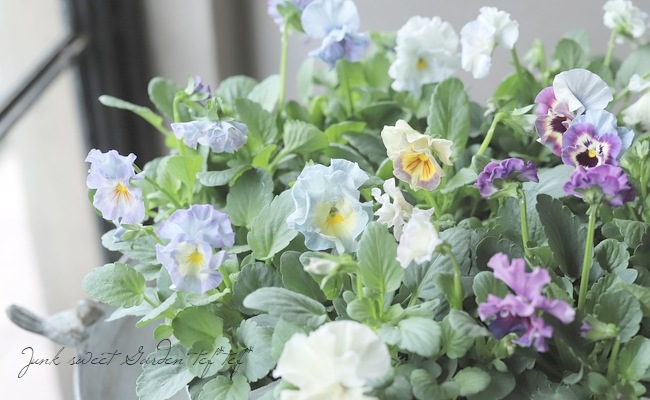 ○フリル咲きパンジー 『シエルブリエ』 【ブルー系】 花日和