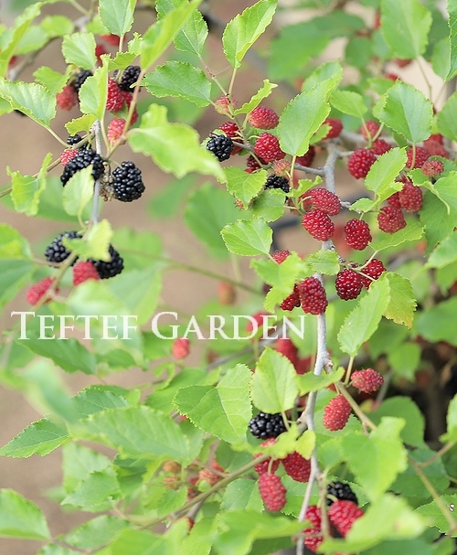 マルベリー　シャルロットリュス　実付　特大株　果樹苗木　果樹苗　果実苗木　実 マルベリー シャルロットリュス 実付 大株 果樹苗木 果樹苗 果実苗木
