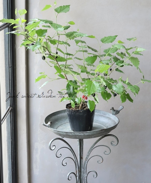 長桑　四季なり　桑苗　確認用 長桑 四季なり 桑苗 確認用 Amazon.co.jp: 四季成り マルベリー