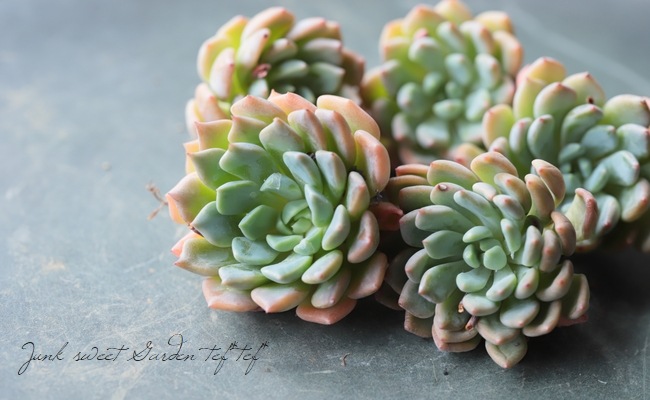 ��¿����ʪ�ۡ��إ��⥨�ʡߥ��ѥ������١������٥ꥢ°��