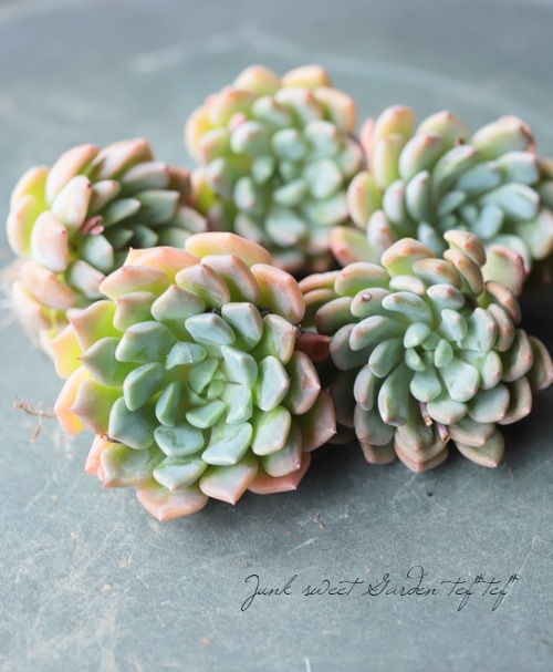 ��¿����ʪ�ۡ��إ��⥨�ʡߥ��ѥ������١������٥ꥢ°��