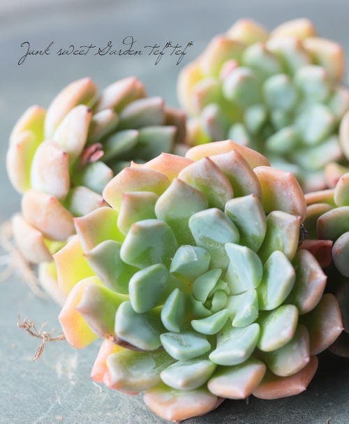 ��¿����ʪ�ۡ��إ��⥨�ʡߥ��ѥ������١������٥ꥢ°��