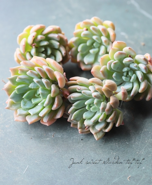 ��¿����ʪ�ۡ��إ��⥨�ʡߥ��ѥ������١������٥ꥢ°��