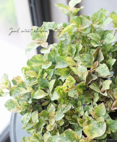 ����ƥ�ʥ󥻥顡�إ���ĥ顦�ޡ�����꡼��