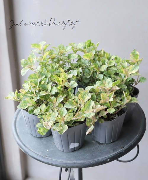 ����ƥ�ʥ󥻥顡�إ���ĥ顦�ޡ�����꡼��