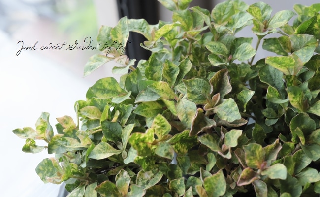 ����ƥ�ʥ󥻥顡�إ���ĥ顦�ޡ�����꡼��