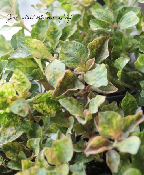 ����ƥ�ʥ󥻥顡�إ���ĥ顦�ޡ�����꡼��