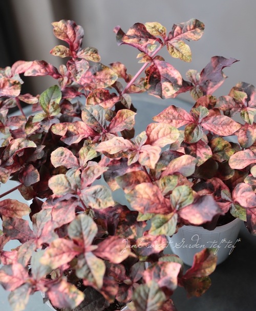 ����ƥ�ʥ󥻥顡�إ���ĥ顦�ޡ�����꡼��