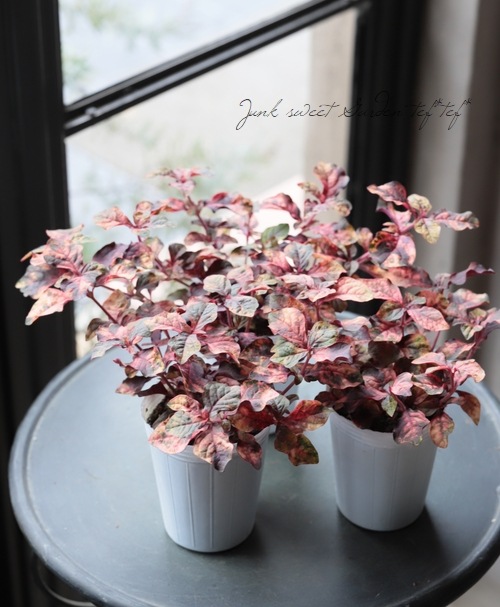 ����ƥ�ʥ󥻥顡�إ���ĥ顦�ޡ�����꡼��