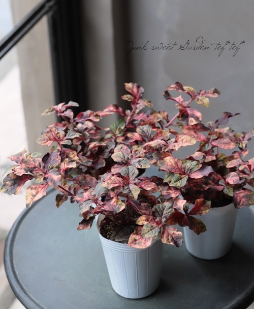 ����ƥ�ʥ󥻥顡�إ���ĥ顦�ޡ�����꡼��