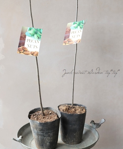 家庭菜園】ペカン（ピーカン）ナッツ 【10％off】 | すべての商品