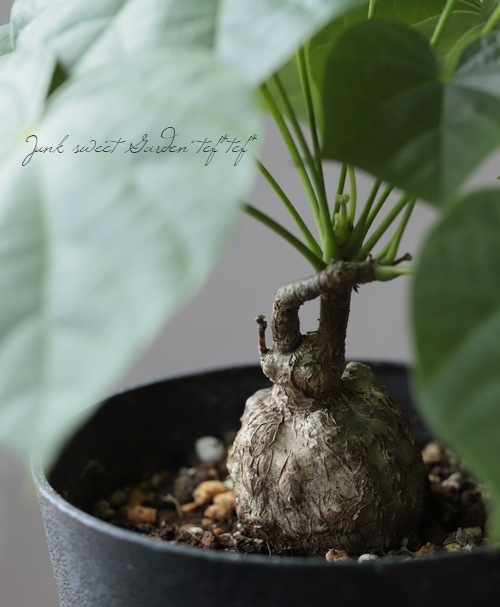 【極美/塊根植物/益子焼】フィルミアナ コロラータ 鉢植え 2025年最新】フィルミアナ コロラータの人気アイテム - メルカリ