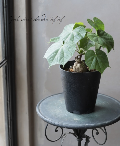 フィルミアナ・フルゲンス　Firmiana fulgens　塊根植物コーデックス フィルミアナ・フルゲンス Firmiana fulgens 塊根植物コーデック