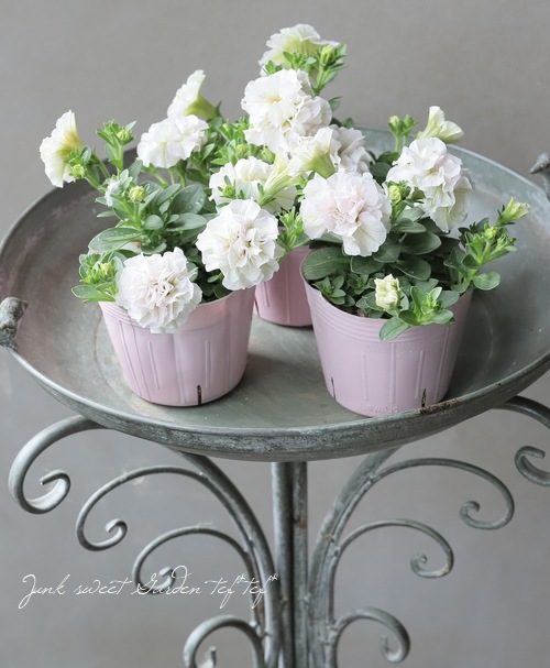 花日和さんオリジナル】 八重咲きペチュニア・ホイップマカロン