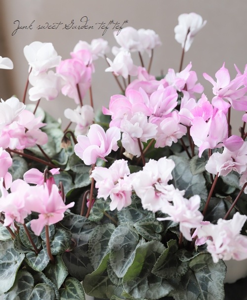 軽井沢育ちのガーデンミニシクラメン 『フェアリーシルエット