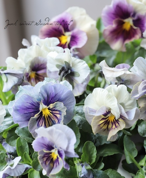 10苗セット！半額！】 ☆育種うえたオリジナルパンジー 『マシェリ