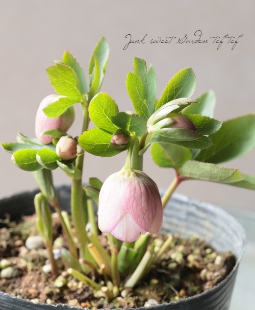 大和園】 クリスマスローズ 『小輪ピンクカップ咲き』 2026【O