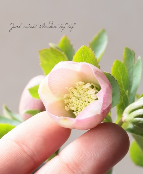 大和園】 クリスマスローズ 『小輪ピンクカップ咲き』 2026【O