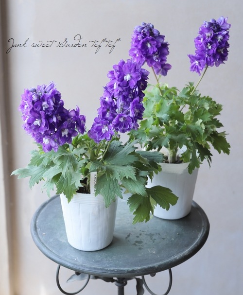 デルフィニウム 大輪八重咲きデルフィニウム 『オーラルディープパープル』 | すべての