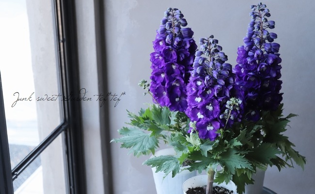 大輪八重咲きデルフィニウム 『オーラルディープパープル』 | すべての