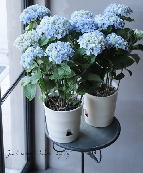 P3◯●紫陽花ページ●◯ 紫陽花 さくらシリーズ 『かがり』 ピンク | すべての商品