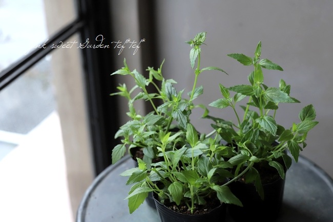 �ͥ᥷�� �إ���ե��åƥ���