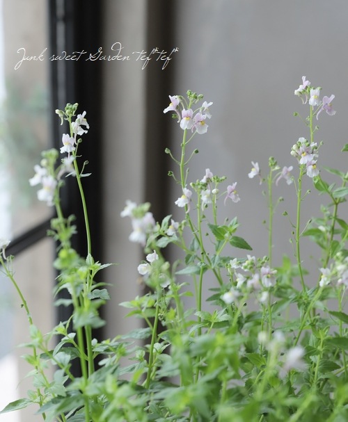 �ͥ᥷�� �إ���ե��åƥ���