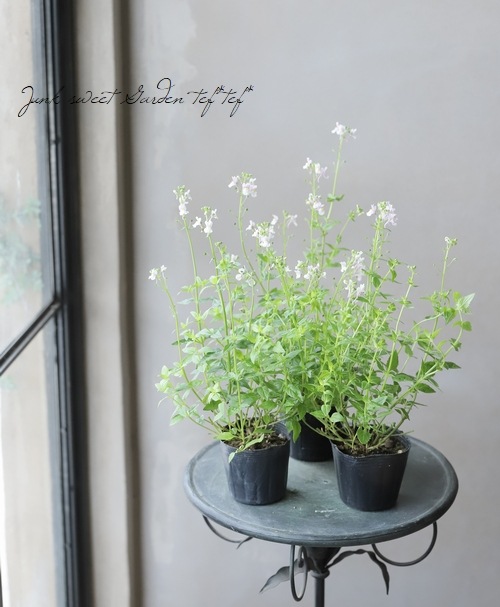 �ͥ᥷�� �إ���ե��åƥ���